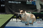Dock Dog