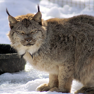 Tenuous lynx to terrorism in the high country