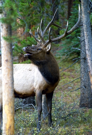 Contrary to ski-town myth, deer do not turn into elk at timberline.
