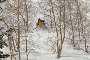 Thinning or even clear cutting stands of dead or dying lodgepole pines impacted by the recent pine bark beetle infestation would lead to a more open, diverse forest. But the costs are prohibitive, ski industry officials say.