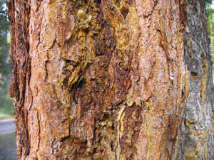 A pine bark beetle infestation leaves a sappy mess as lodgepole pines try to reject the bugs, but in the end the rice-sized insects have their way and the tree dies.