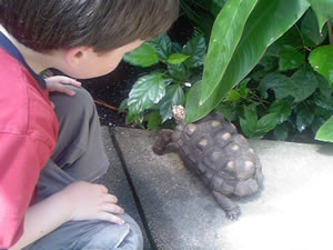 Nick Williams gets up close and personal with a turtle at the Denver Butterfly Pavilion, which will present a bevy of bugs at the Vail Nature Center July 9. And in the below video, Nick handles Rosie the tarantula.