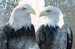 Permanent link to Raptor Education Foundation soars into Vail's Lionshead area every Friday in July