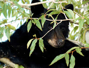 Two black bears like this one were struck and killed by cars in the Vail area in May, underscoring the need for more wildlife over- and underpasses and fencing on area interstates and highways.