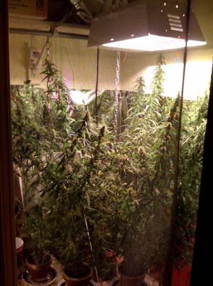 This illegal grow operation busted in Eagle County recently would still be illegal under new county regulations, but legal medical marijuana dispensaries would be limited to certain locations.