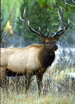 The elk in Rocky Mountain National Park, which have been a tad nervous lately with herd thinning going on, can rest a little easier with their home receiving wilderness protection.