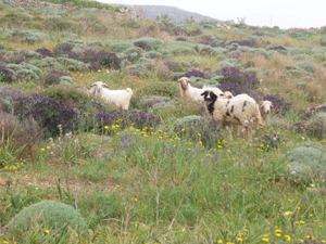 These sheep, on the island of Safos, roam freely along treeless, grassy hillsides. It wasnt always so. Legend holds that an early Greek king ordered the entire Grecian kingdom to cut down existing trees and replace them with olive trees. The olive trees could not hold root, and died, leaving Greece with the rocky shoreline it has today. Overfishing, too, has left the Mediterranean as one of the most depleted aquatic environments in the world.