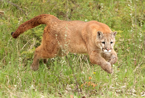 Tigers are OK on the golf course, but a lion like this one is probably the last thing you want to see on the back nine.