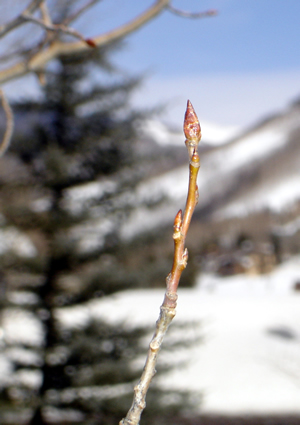 Snowpack still high as spring begins in Vail