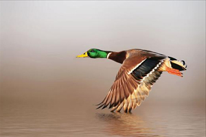 In annual giving during tough economy, consider Ducks Unlimited