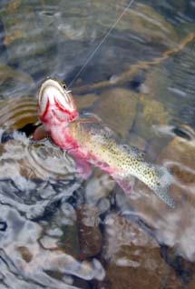 how to catch unique cutthroat trout colorado fishing planet