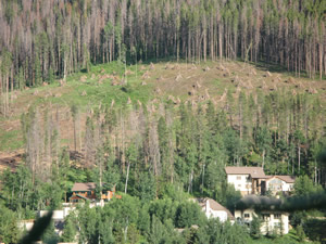 This is what a beetle-kill forest in West Vail looks like after wildland firefighting crews moved through with chainsaws. It could look a lot worse if more mitigation isn't done. 