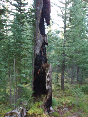 On a hike this September, before the snows came, I relaxed for a snooze near this burned and mangled, long-dead tree. 