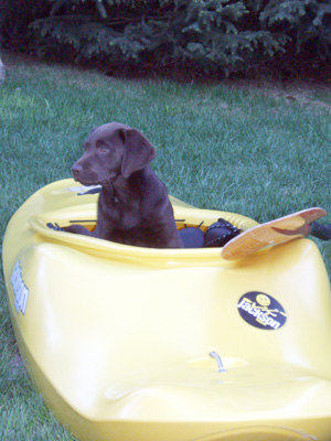 My dog wants to go kayaking